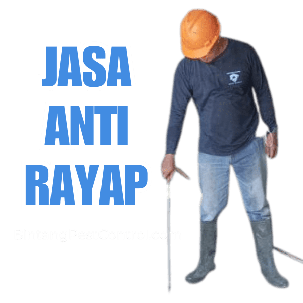 jasa anti rayap