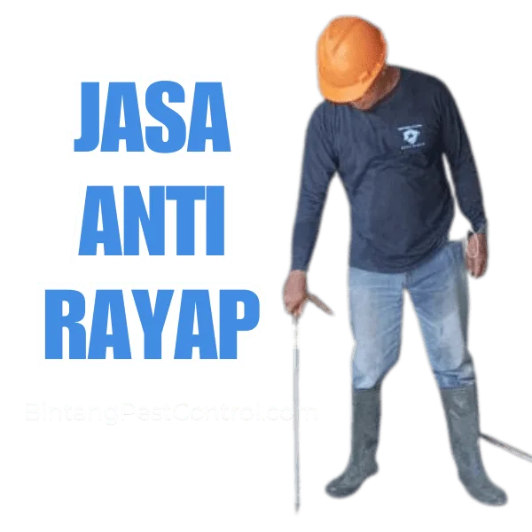 jasa anti rayap