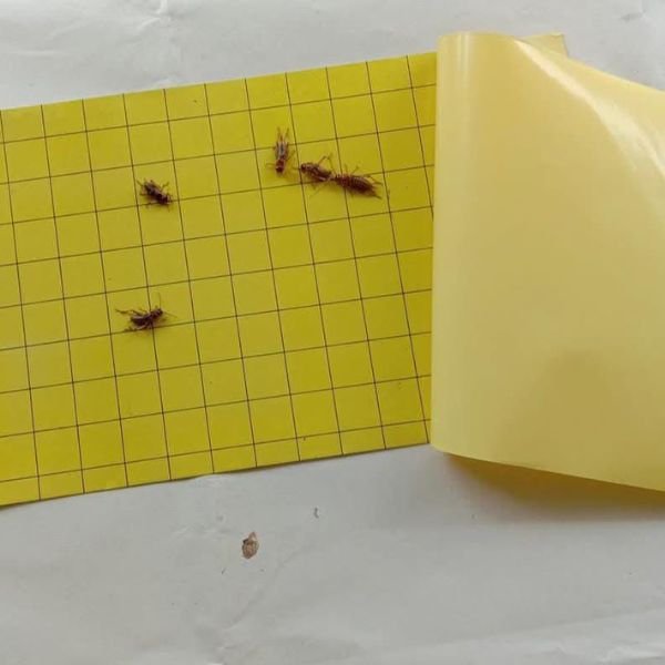 glue pad terbaik