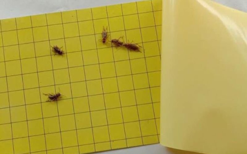 Anti Rayap untuk Industri