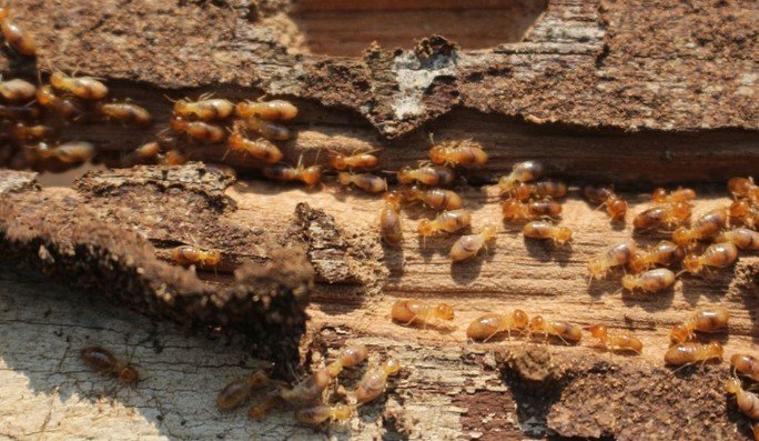 cara membasmi rayap di rumah, bpc pest control, bintang pest control,