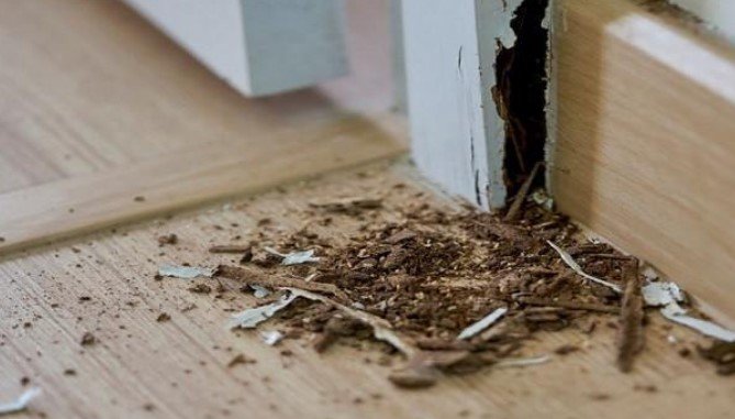 cara mengatasi rayap dirumah, bintang pest control, pest control, bpc,