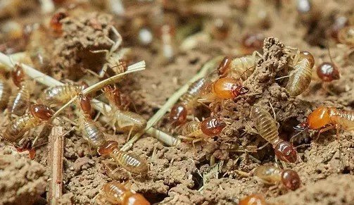 Obat Anti Rayap Alami, bintang pest control, pest control,