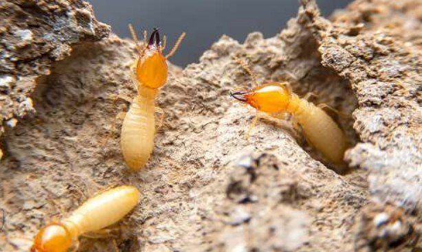 Obat Anti Rayap Alami, bintang pest control, pest control,