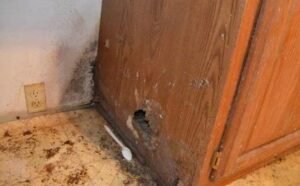 mencegah rayap di lemari, bintang pest control, bpc pest control,