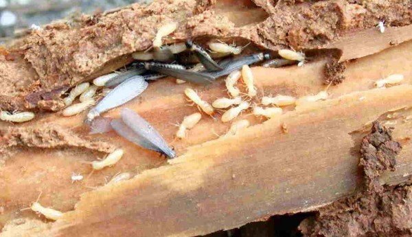 mencegah rayap di lemari, bintang pest control, bpc pest control,