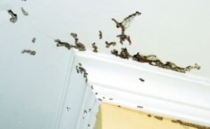 mengatasi rayap di tembok, bpc pest control, bintang pest control,